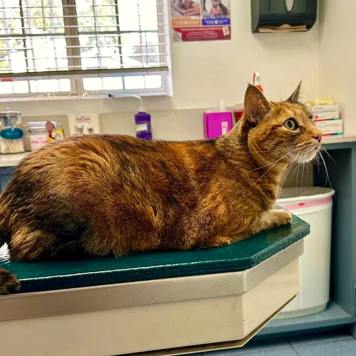 Whittier Dog and Cat Hospital Picture 9