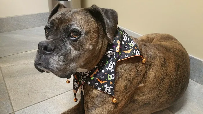 Washington Boulevard Animal Hospital Picture 6