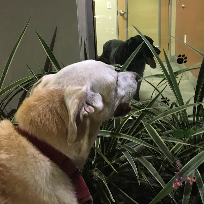 Washington Boulevard Animal Hospital Picture 10