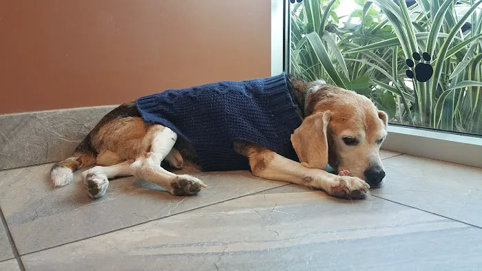 Washington Boulevard Animal Hospital Picture 5