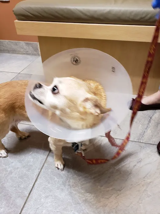 Washington Boulevard Animal Hospital Picture 1