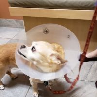 Washington Boulevard Animal Hospital ico