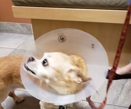 Washington Boulevard Animal Hospital