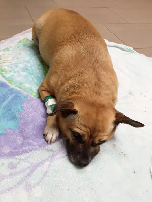 Affordable Animal Hospital Whittier Picture 2