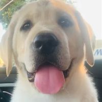 Affordable Animal Hospital Whittier ico