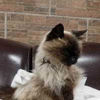 Southern California Animal Hospital ico