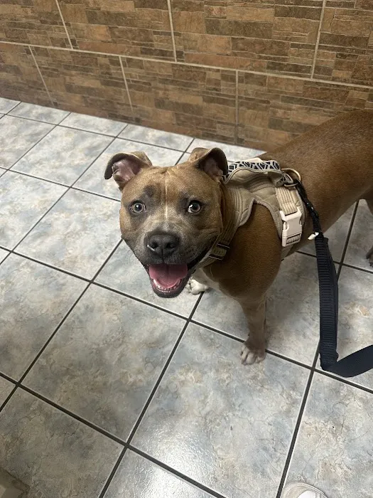 Southern California Animal Hospital Picture 9