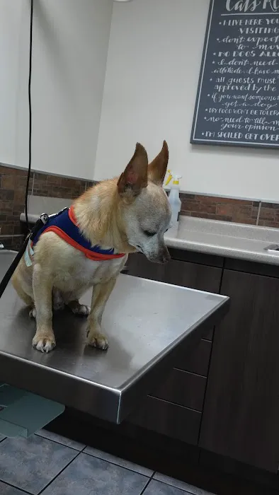 Southern California Animal Hospital Picture 8