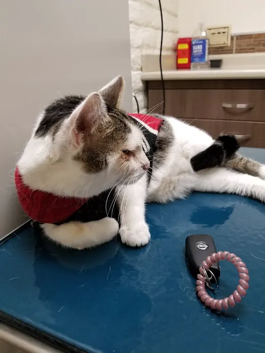 Southern California Animal Hospital Picture 6
