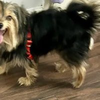 Banfield Pet Hospital ico