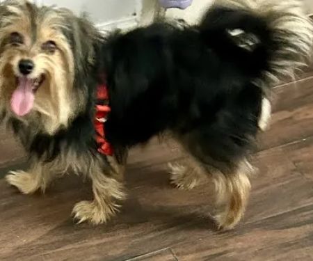 Banfield Pet Hospital