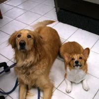 Banfield Huntington Veterinary Hospital ico