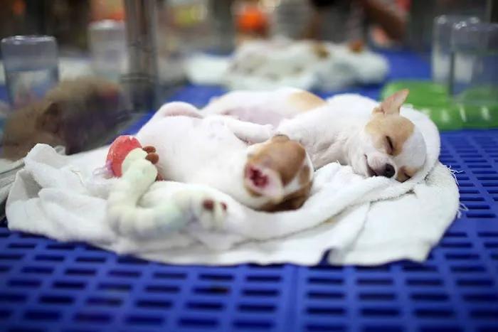 Banfield Huntington Veterinary Hospital Picture 4