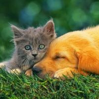 Monrovia Animal Medical Center ico