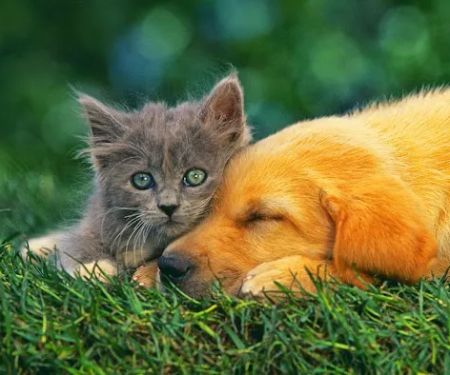 Monrovia Animal Medical Center