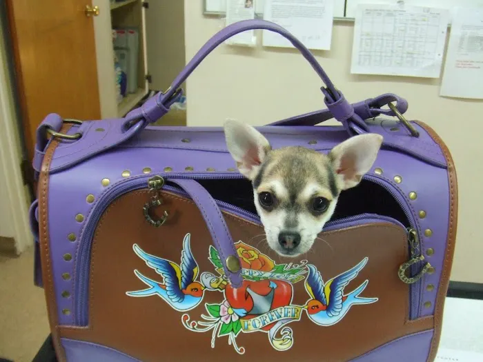 Monrovia Animal Medical Center Picture 8