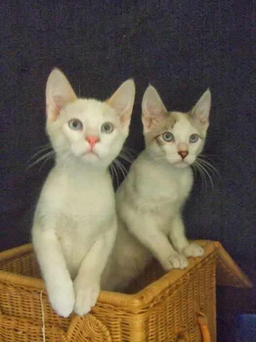 Monrovia Animal Medical Center Picture 2