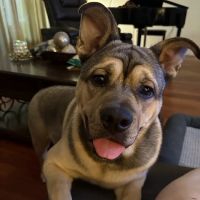 Dr. Domotor's Animal House ico