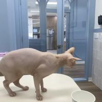 UrgentPaws ico