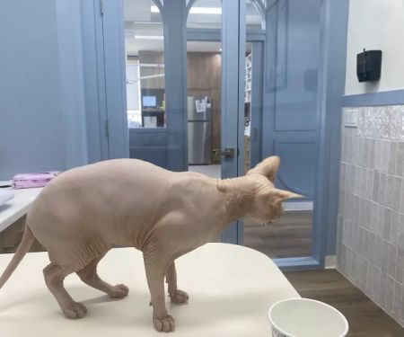 UrgentPaws
