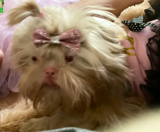 Vine Animal Clinic Picture 3