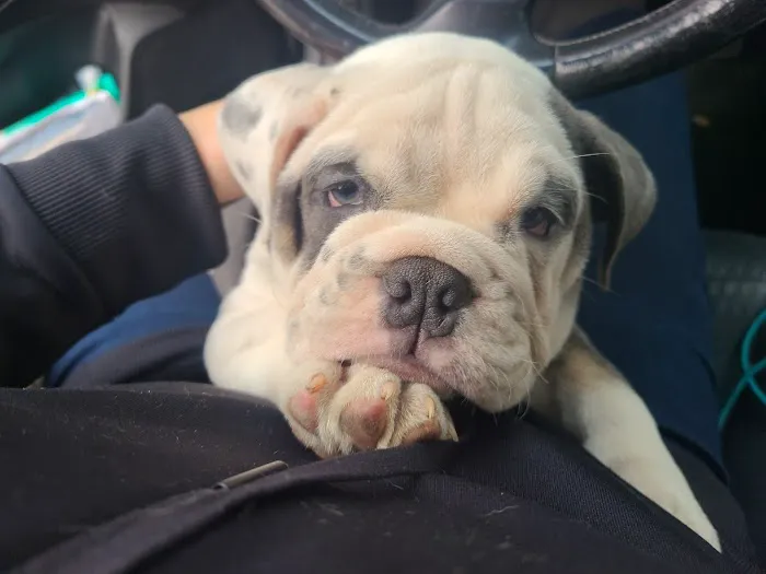 Vine Animal Clinic Picture 1