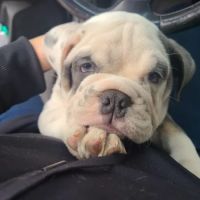 Vine Animal Clinic ico