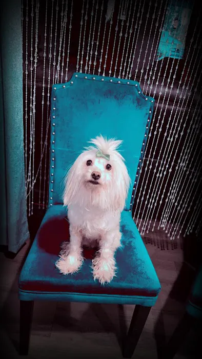 Vine Animal Clinic Picture 5