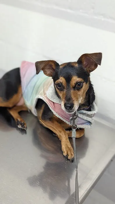 LA Quality Pet Care Animal Clinic Picture 1