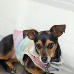 LA Quality Pet Care Animal Clinic