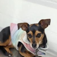 LA Quality Pet Care Animal Clinic ico