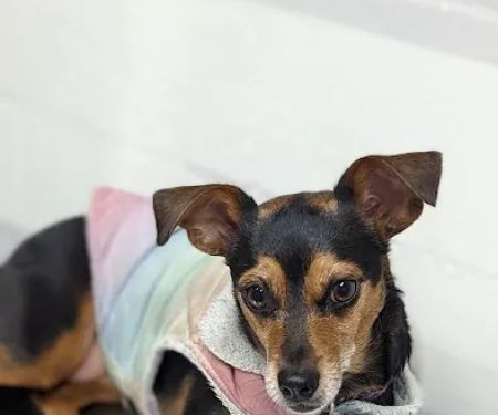 LA Quality Pet Care Animal Clinic