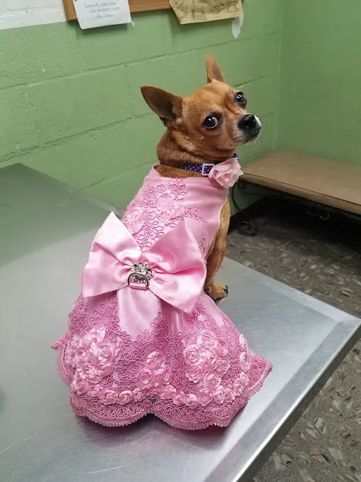 LA Quality Pet Care Animal Clinic Picture 2
