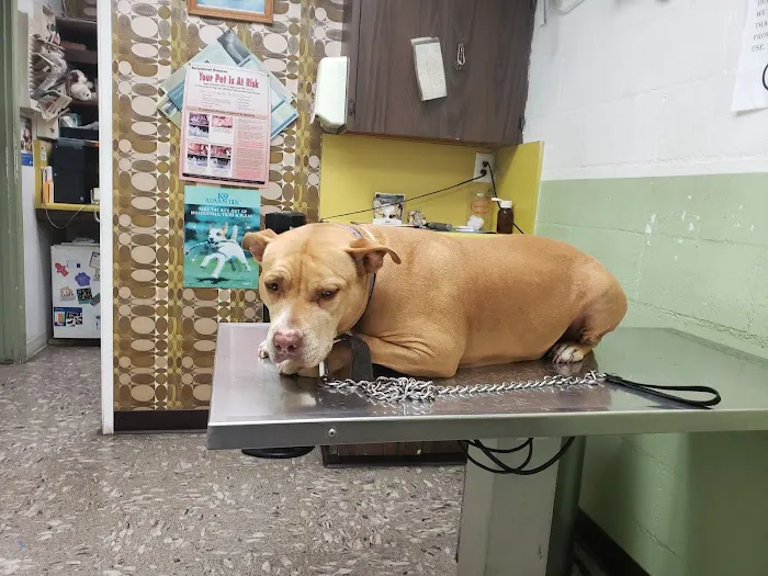 LA Quality Pet Care Animal Clinic Picture 6
