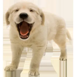 West Covina Pet Hospital Picture 10