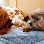 West Covina Pet Hospital