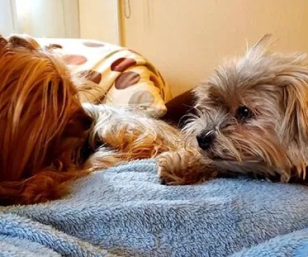 West Covina Pet Hospital