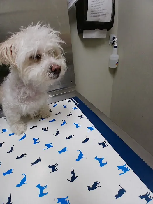 Amar Glen Veterinary Hospital Picture 7