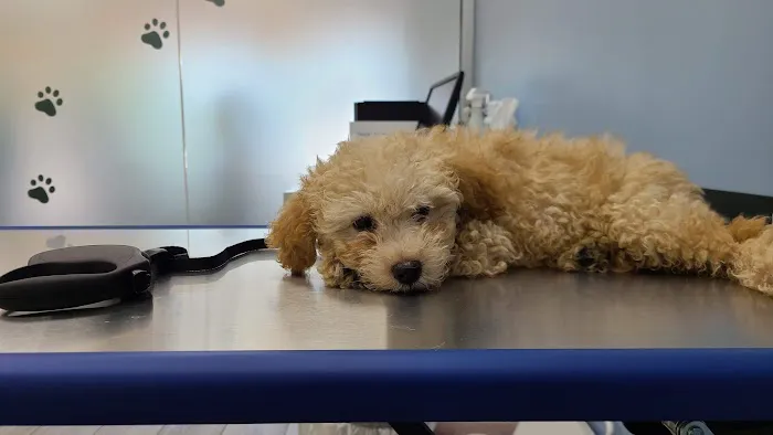 South Hills Animal Hospital Picture 2