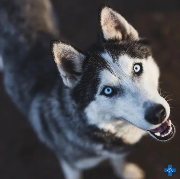 Covina Pet Care Picture 10