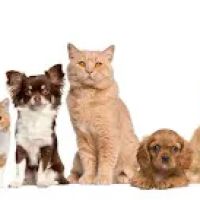 Covina Pet Care ico