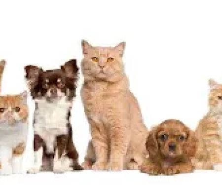 Covina Pet Care