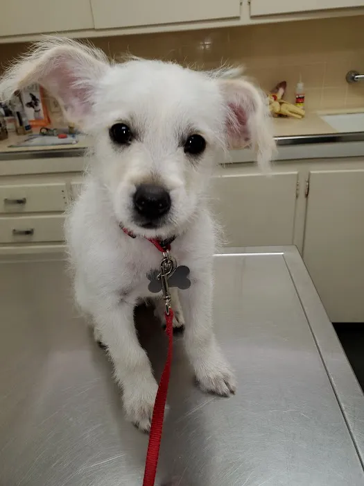 Covina Pet Care Picture 3