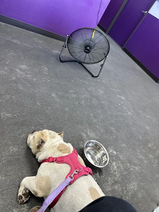 SoCal K9 Clinic City of Industry Picture 1