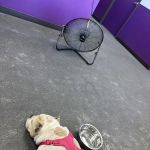 SoCal K9 Clinic City of Industry