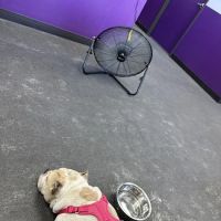 SoCal K9 Clinic City of Industry ico