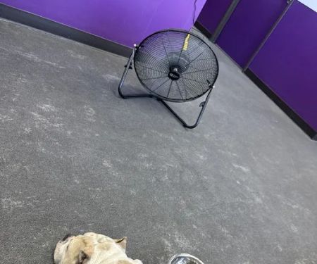 SoCal K9 Clinic City of Industry