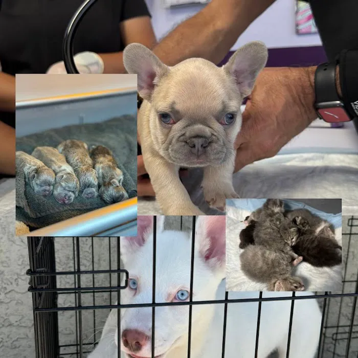 SoCal K9 Clinic City of Industry Picture 10