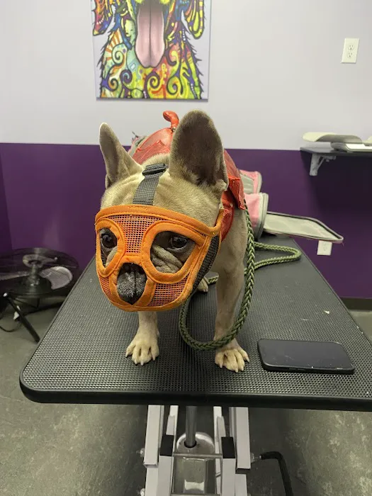 SoCal K9 Clinic City of Industry Picture 7