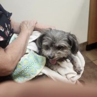 Banfield Pet Hospital ico